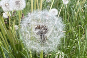Прогноз погоды во Владимире и области на 16 июня