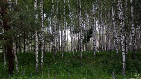 Положение ризы Пресвятой Богородицы: что можно и нельзя делать 14 июля