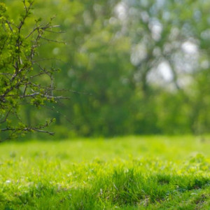 44 день Великого поста и Страстной вторник: что нужно сделать 30 апреля 2024 года