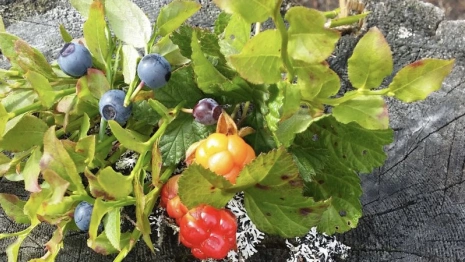 Во Владимирской области начнут выращивать белорусскую голубику