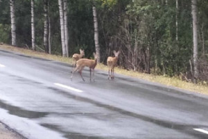 В Меленковском районе на дорогу выбежали косули