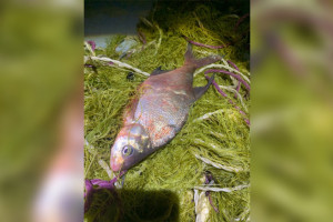 В Нижегородской области поймали 61-летнего браконьера из Мурома