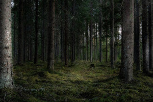 Пропавшего 2 года назад жителя Вязниковского района нашли мертвым