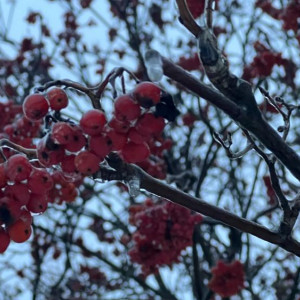 Морозы до -21 градуса и снегопады вернутся во Владимирскую область на рабочей неделе