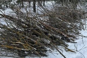 Ясеневая златка добралась до Кольчугинского района