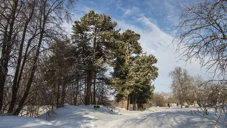 Синоптики дали прогноз на первые выходные зимы во Владимирской области