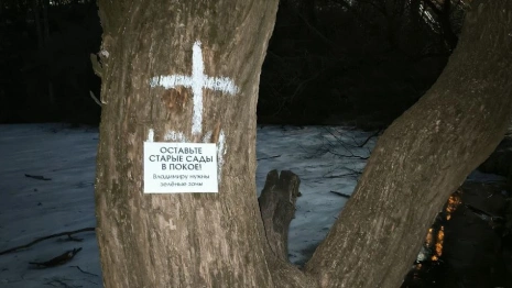Активисты отметили белыми крестами деревья в парке у ДТЮ во Владимире