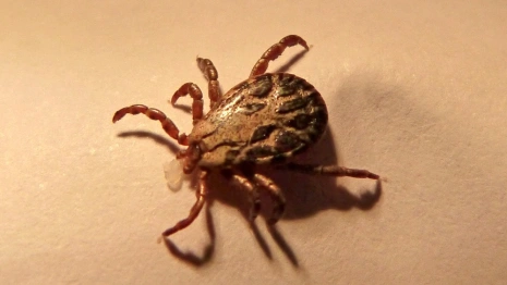 Во Владимирской области обнаружили зараженных болезнью Лайма клещей 
 