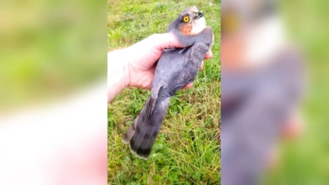 Житель Владимирской области спас соколенка