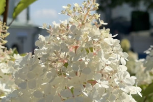 На Спасском холме во Владимире высадили 9 туй и 18 гортензий