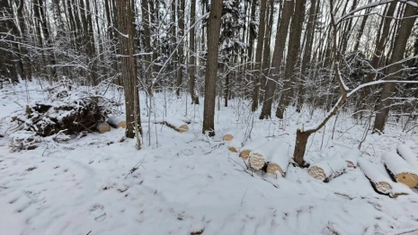 Во Владимире вырубка деревьев в парке «Дружба» может привести к уголовному делу