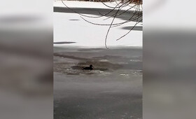 На Соловьином пруду во Владимире осталась замерзать одинокая уточка