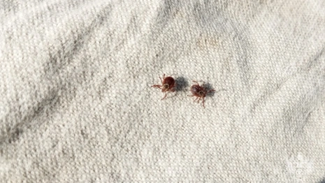 За неделю с жителей Владимирской области сняли 3 зараженных вирусами клещей