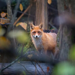 Лес изнутри. Как владимирец следит за животными через фотоловушки