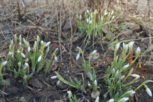 В Суздальском районе расцвели подснежники