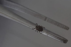 С жителей Владимирской области сняли 6 зараженных болезнью Лайма клещей