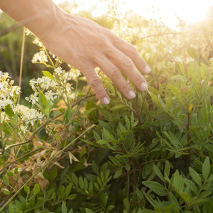 Симон Посев: что можно и нельзя делать 23 мая