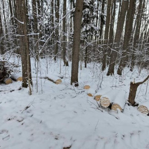 Во Владимире вырубка деревьев в парке «Дружба» может привести к уголовному делу
