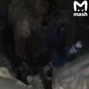 К жительнице Владимирской области в гости зашел зубр