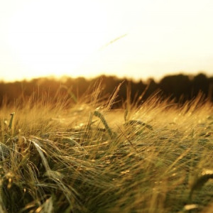 День Федота Стража: что можно и чего нельзя делать 20 июня