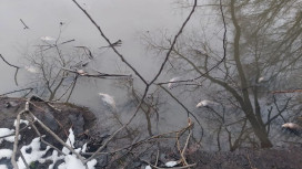 Массовая гибель рыбы в Добросельском пруду во Владимире привела к уголовному делу