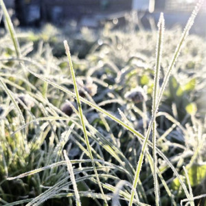 Во Владимирскую область в ночь на 30 сентября пришли первые заморозки