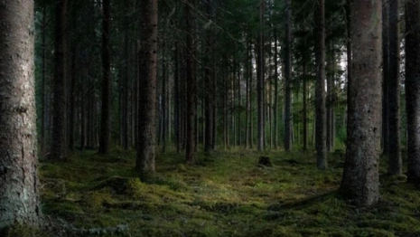 Во Владимирской области нашли пропавшего мужчину в очках