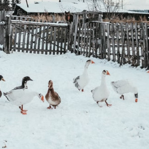 Гордеев день: что можно и чего нельзя делать 16 января