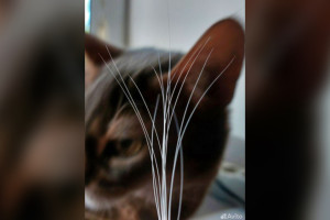 В Муроме выставили на продажу кошачьи усы