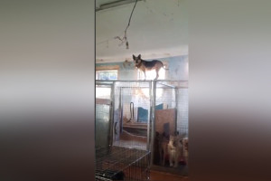 Собака из приюта во Владимире спрогнозировала ночную грозу