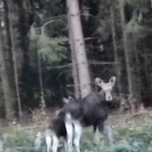 В Киржачском районе водители сняли перебегающих дорогу лосей