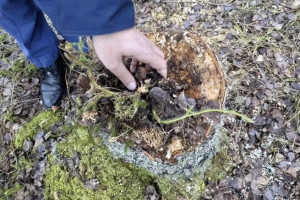 В Судогде «черного» лесоруба оштрафовали на 250 тыс. рублей