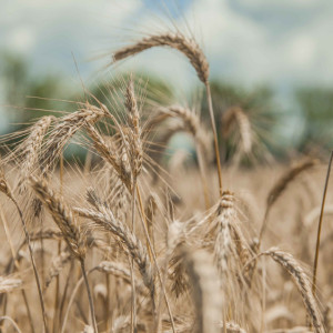 Евсеев день: что можно и нельзя делать 7 мая