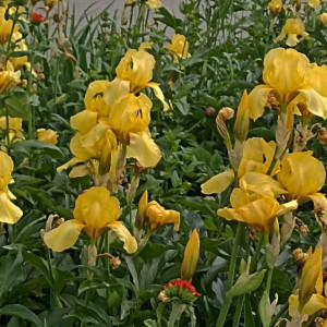 День Варфоломея и Варнавы: что можно и нельзя делать 24 июня