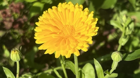 Во Владимирской области до 14 сентября спрогнозировали высокую пожарную опасность