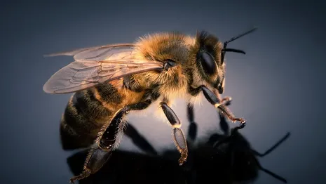 Во Владимирской области пчелы покусали перевозившего их водителя
