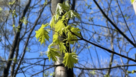 Синоптики дали прогноз на майские праздники во Владимирской области