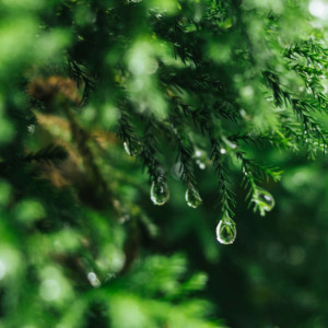 Во Владимирской области в выходные пройдет дождь