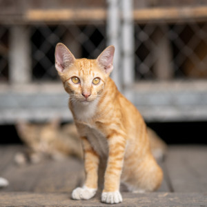 Волонтеры владимирского приюта «Валента» выступили с криком души