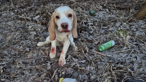 Во Владимире щенка с пробитой головой выбросили на улицу