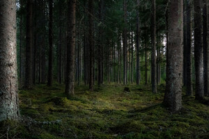 Яркая одежда и никакой паники. Что делать, если заблудился в лесу