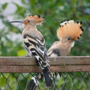 Жительнице Киржача удалось сфотографировать удодов