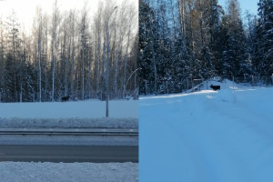 Во Владимирской области увидели двух лосей на платнике М-12
