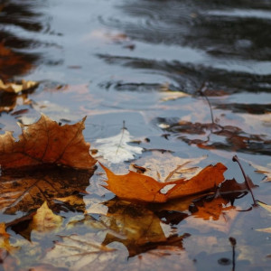 Прогноз погоды во Владимирской области на 11 ноября