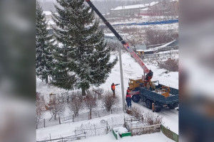 В Гороховце ради украшения города срубили 30-летнюю ель