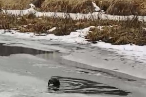 В Киржачском районе сняли на видео «водные процедуры» речной выдры