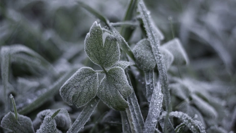 Дойдет ли арктическое вторжение до Владимира?