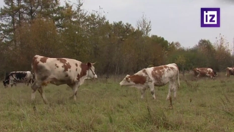 В Подмосковье подросла дочка коровы-клона