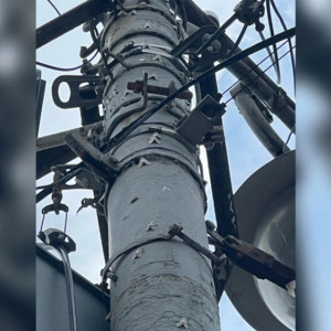 Во Владимирской области начали обрабатывать леса от кладок непарного шелкопряда