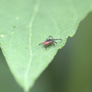 Во Владимирской области назвали районы с наибольшим числом клещей